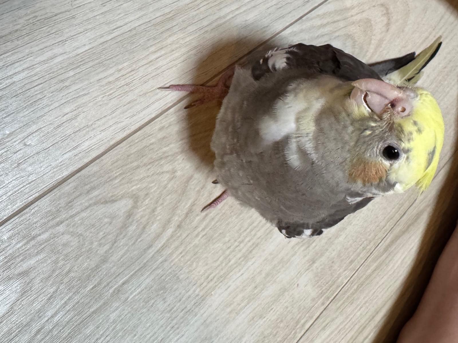 オカメインコちゃん