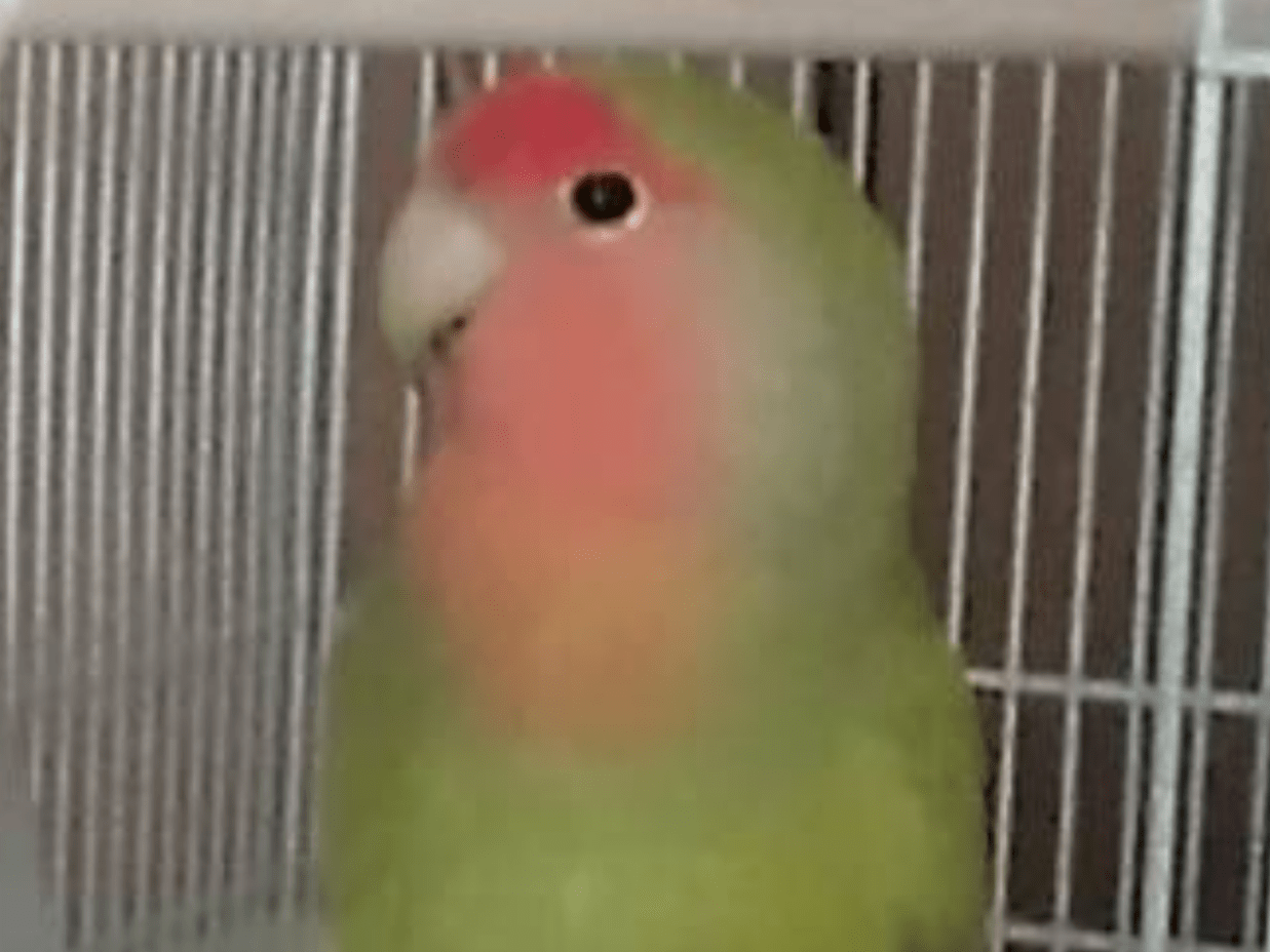 テマリちゃん テマリちゃん