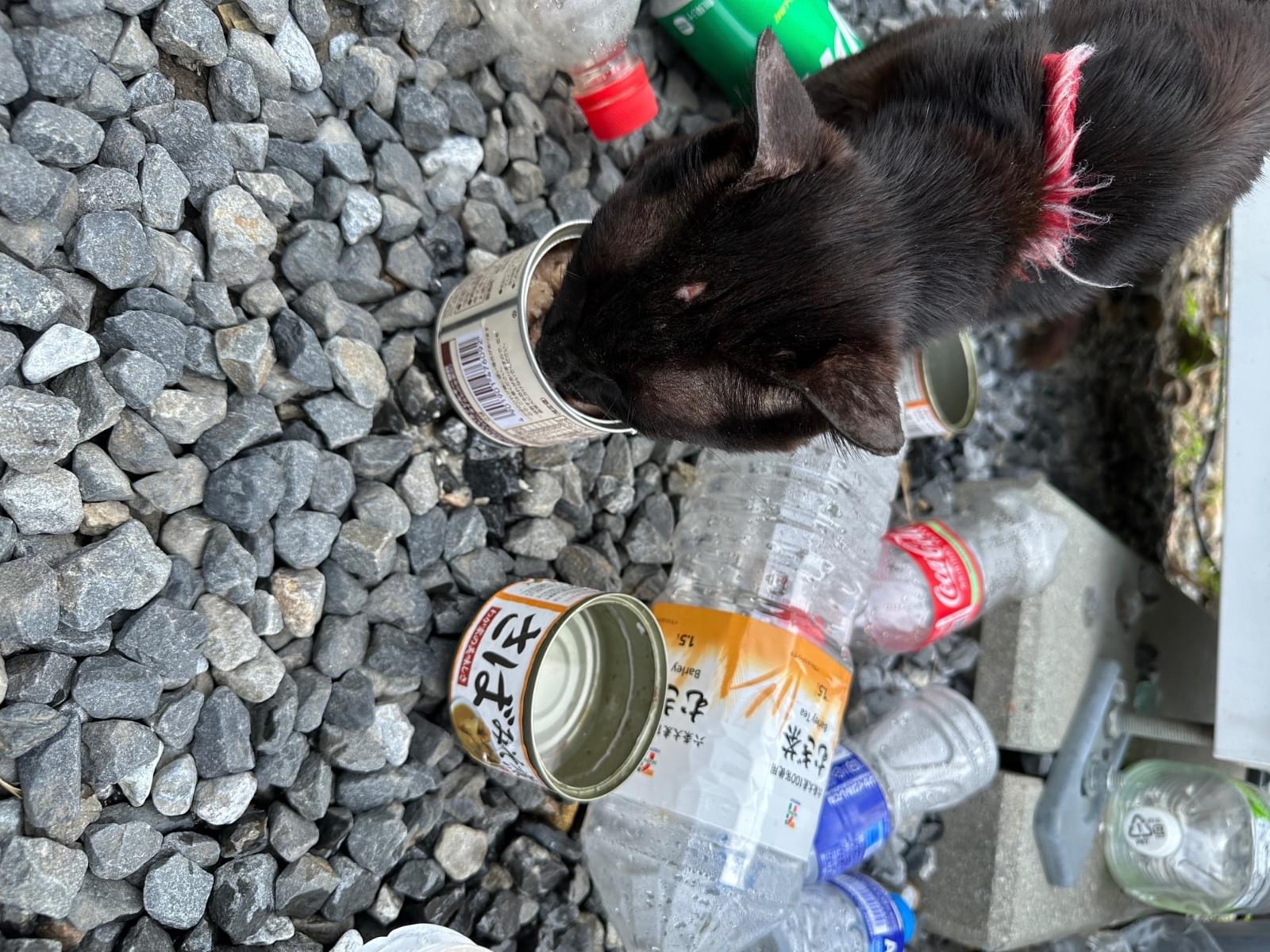 目撃された猫 目撃された猫