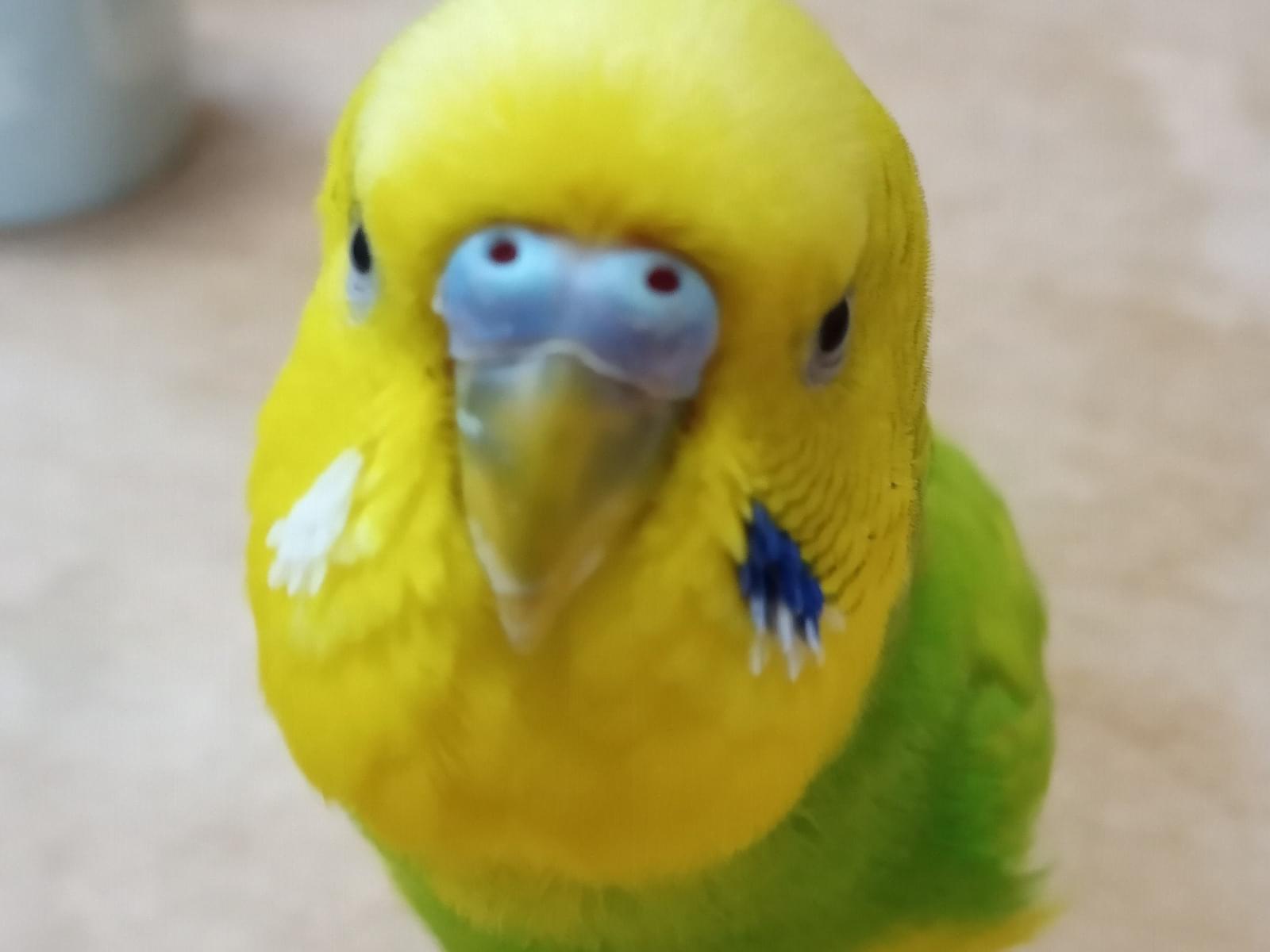 ピーちゃん ピーちゃん