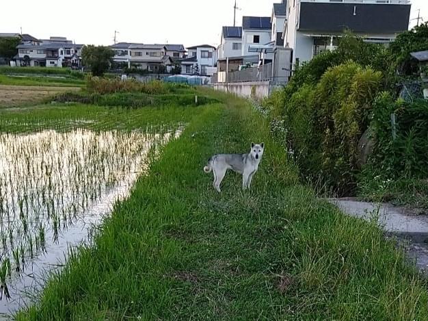 目撃された犬 目撃された犬