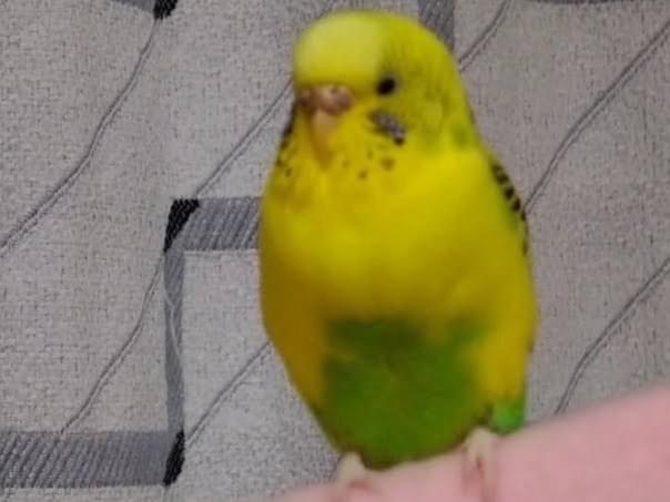 保護された鳥