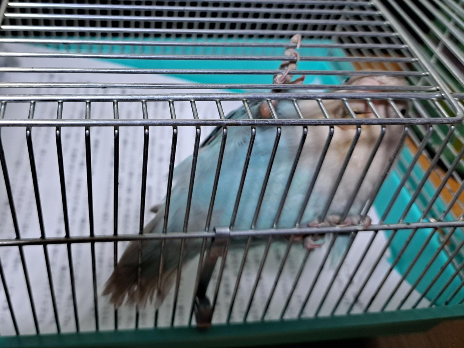 保護された鳥 保護された鳥