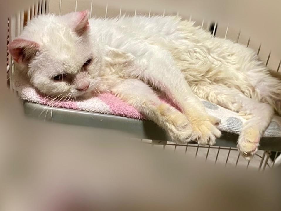 保護された猫 保護された猫