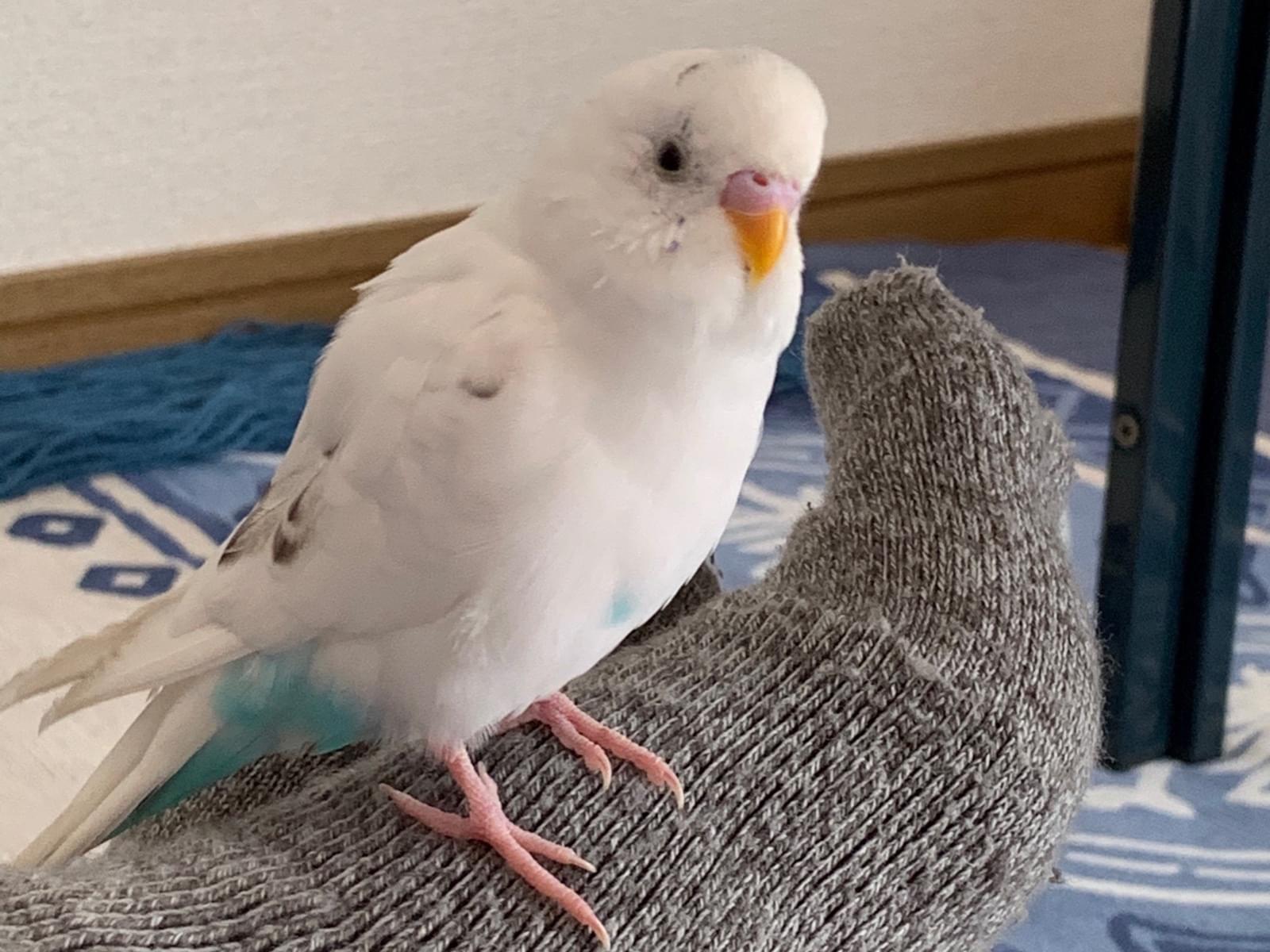 コロちゃん コロちゃん