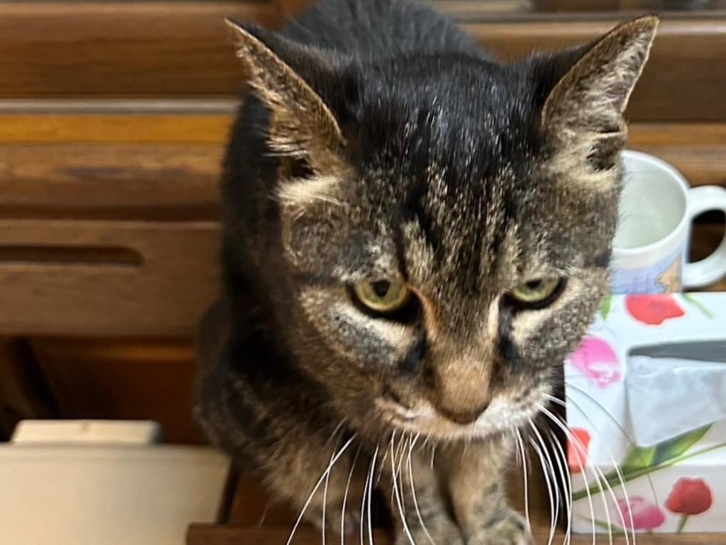 トラちゃん トラちゃん