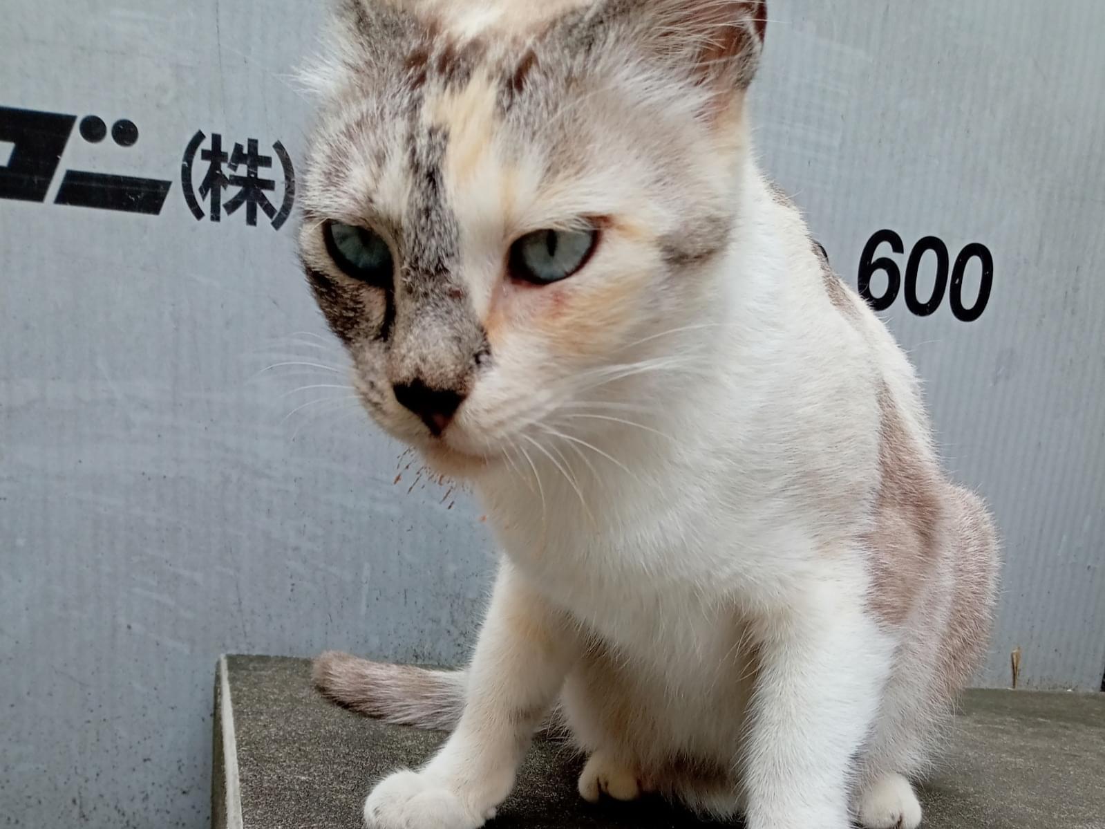目撃された猫