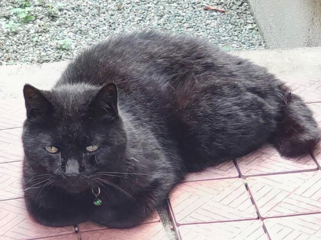 保護された猫 保護された猫