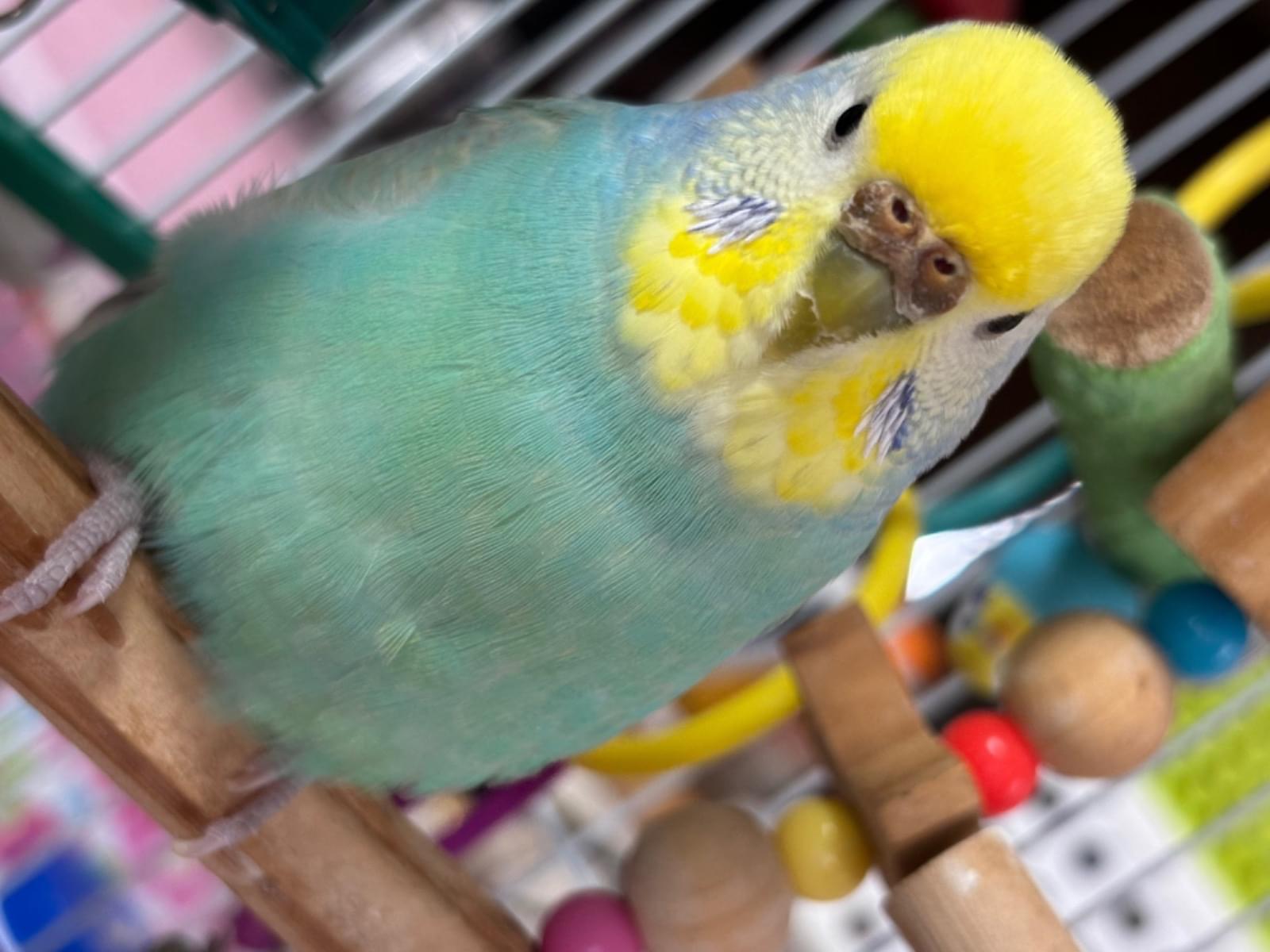 ゆらちゃん ゆらちゃん