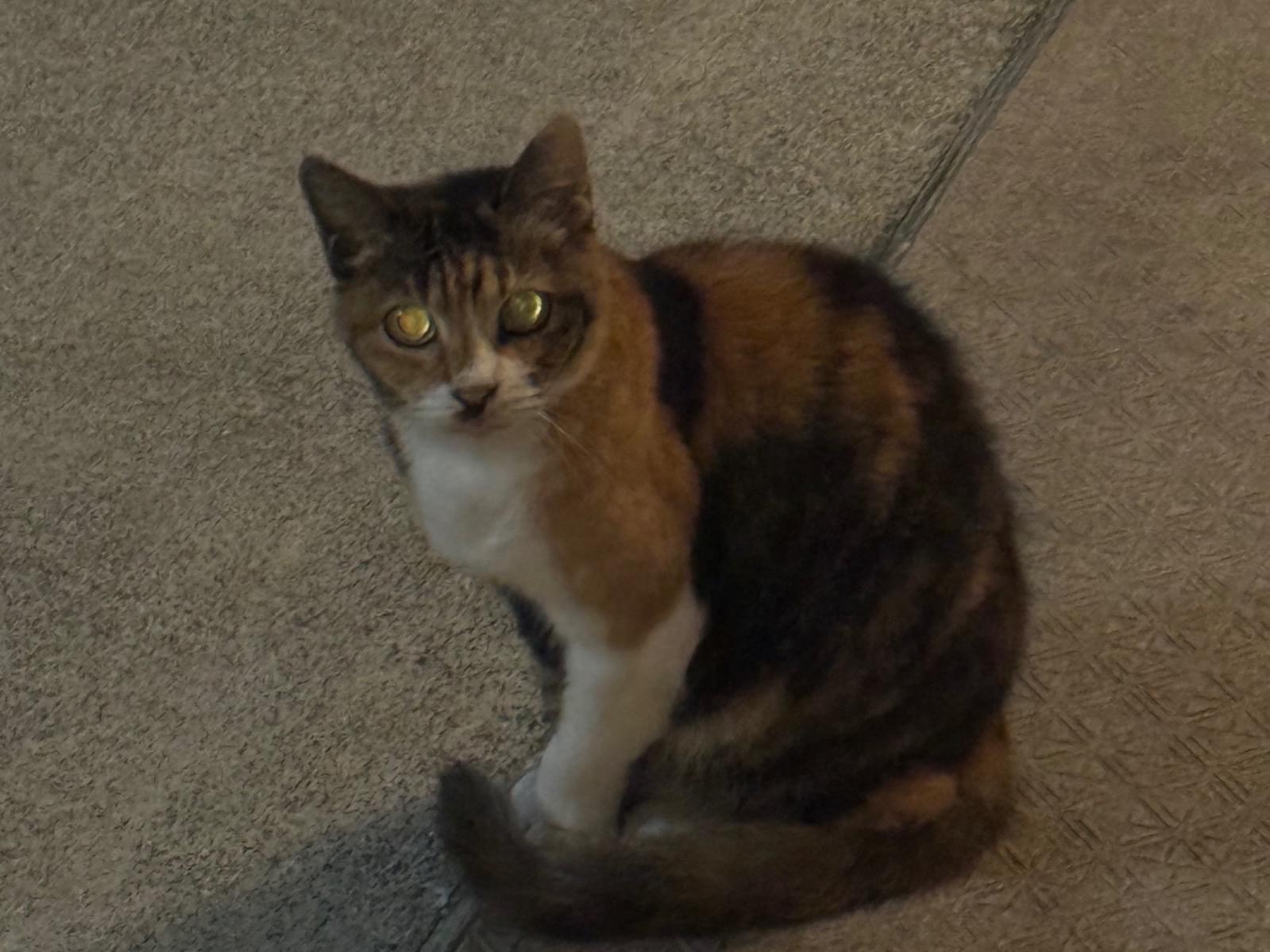 目撃された猫 目撃された猫