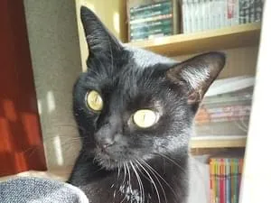 黒猫かぎしっぽ探しています