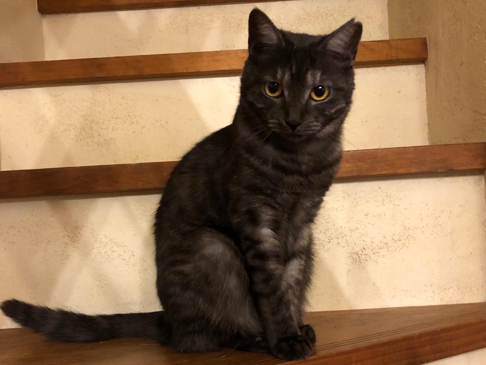 ひじきちゃん ひじきちゃん