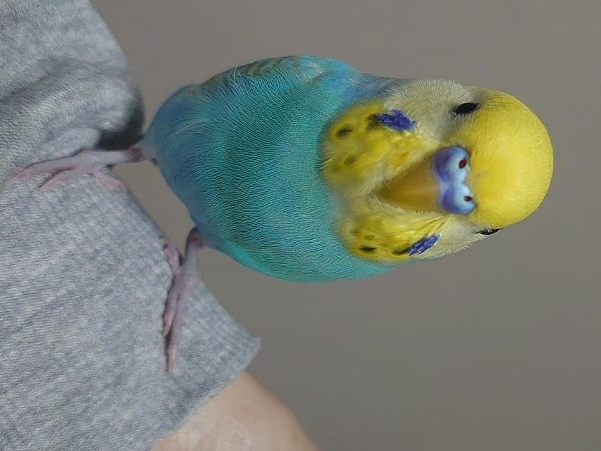 すいちゃん