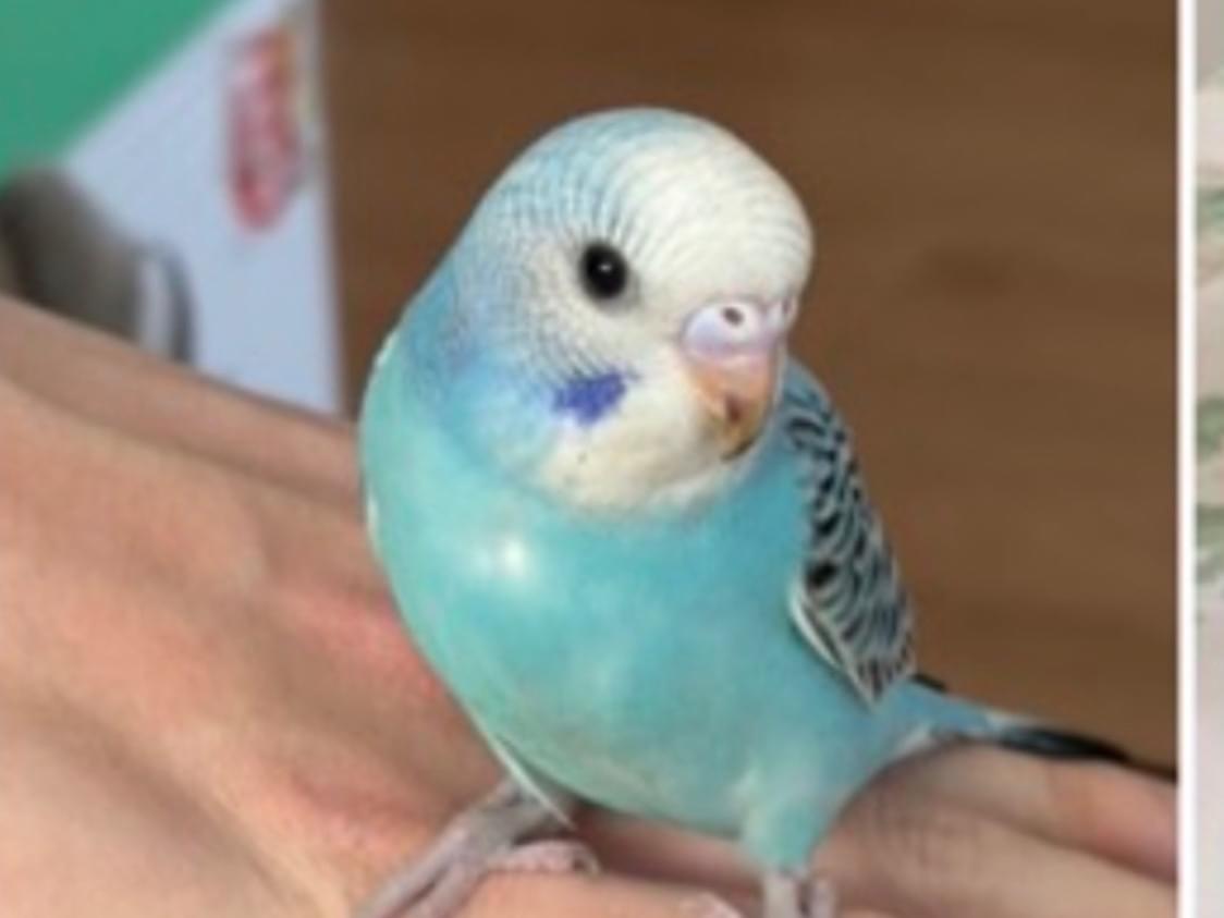 ルカちゃん ルカちゃん