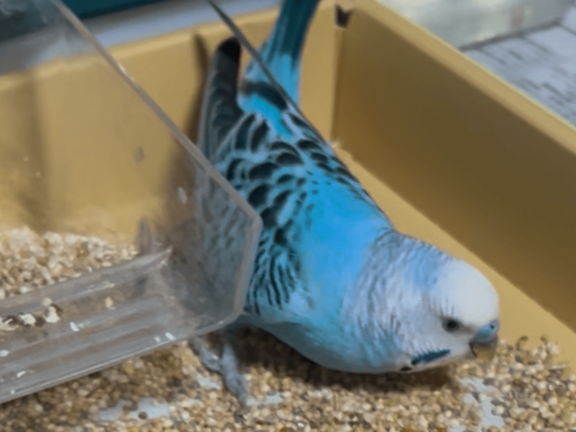 そらちゃん そらちゃん