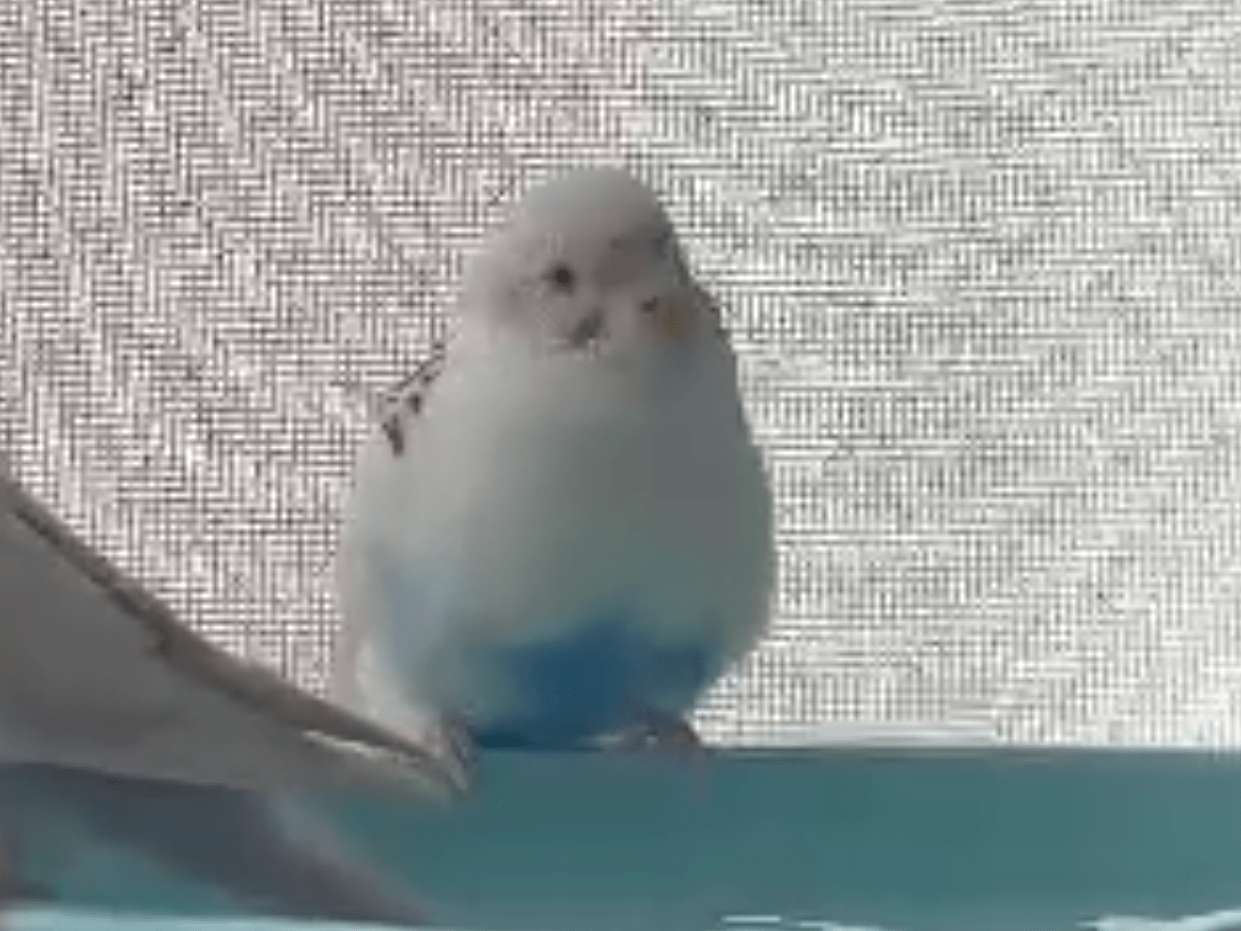 ポピちゃん ポピちゃん