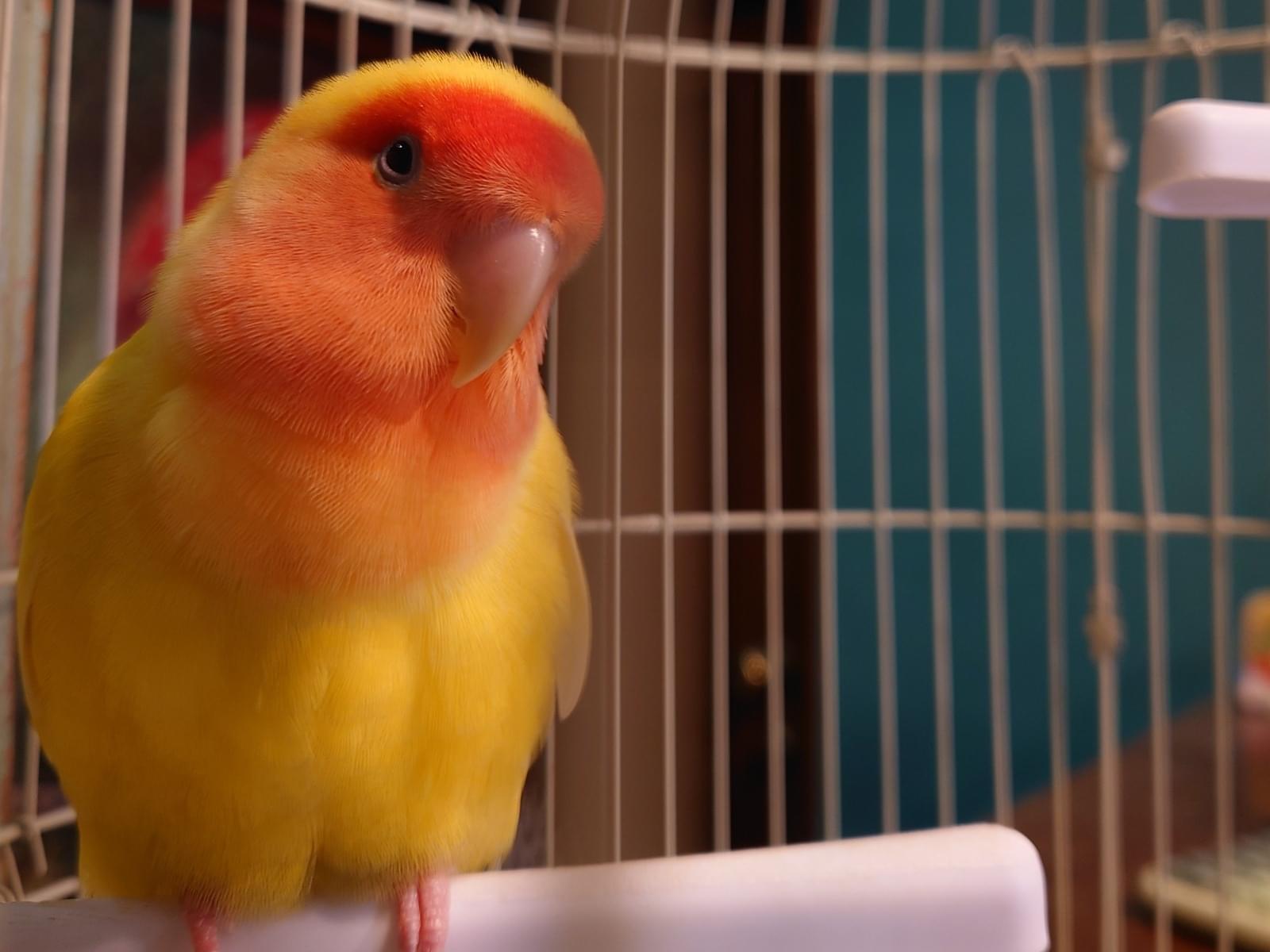 保護された鳥