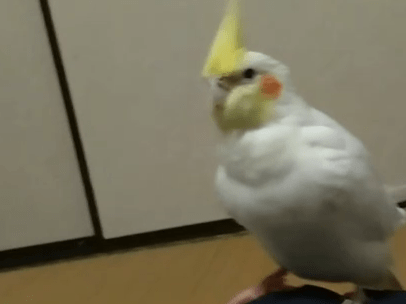 ウメちゃん