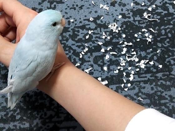 ルルちゃん ルルちゃん