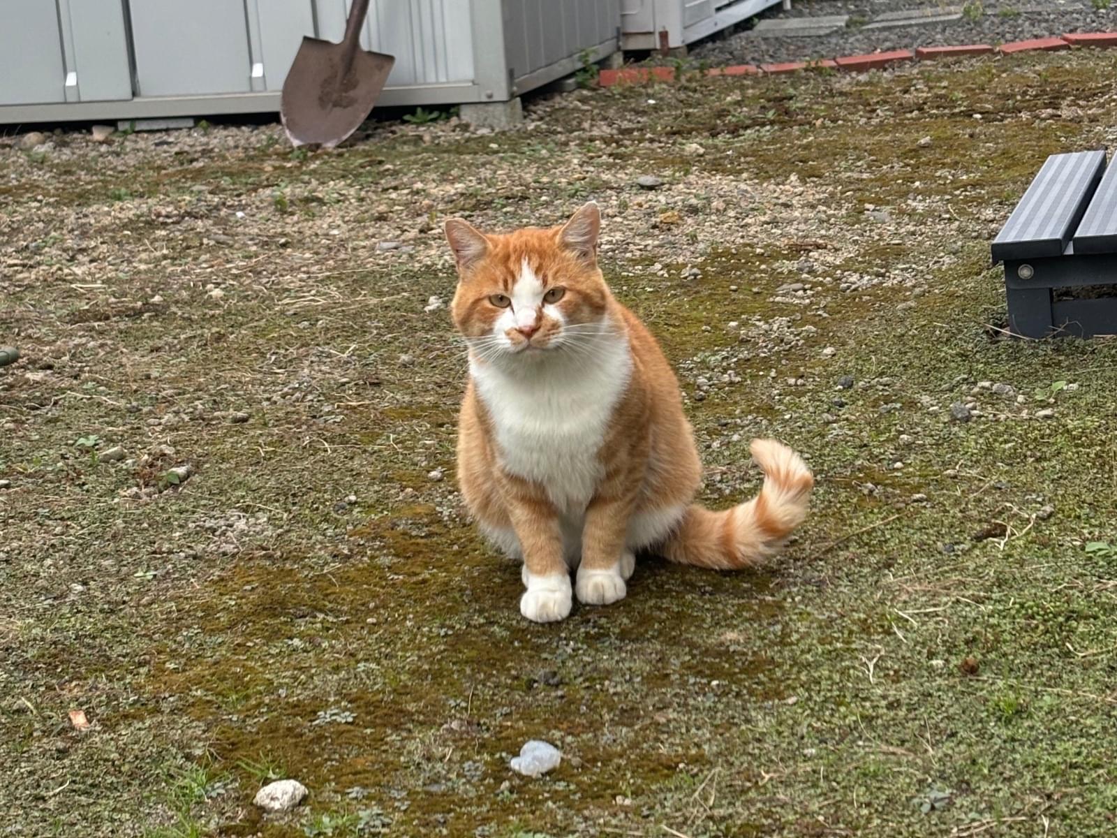 目撃された猫 目撃された猫