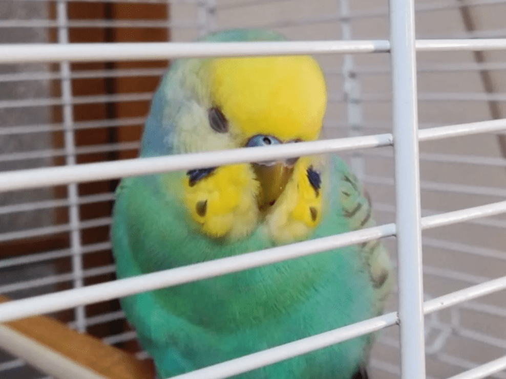 保護された鳥 保護された鳥