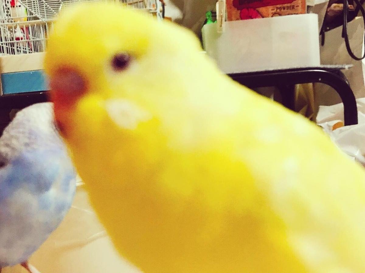 クーちゃん クーちゃん