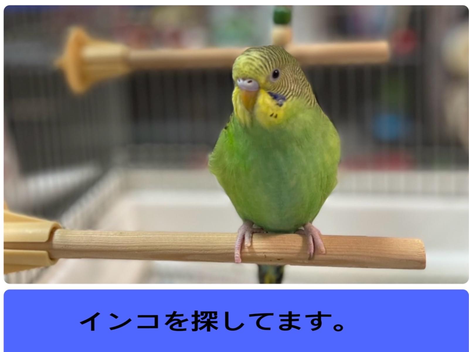 キューちゃん キューちゃん