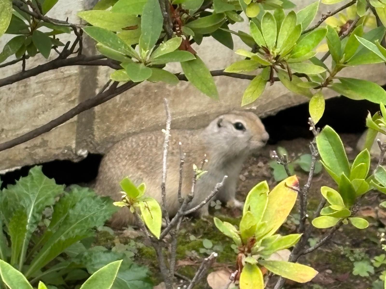 目撃されたペット 目撃されたペット