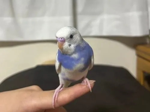 【3921】難あり・4羽の並んだインコちゃんたち♡青紫の紫陽花入り ラウンド型 青紫と白のインコを探しています。ほーほけきょ、ぽんちゃんかわいい