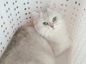 白いふわふわの毛に桜色のお耳のねこちゃん探しています