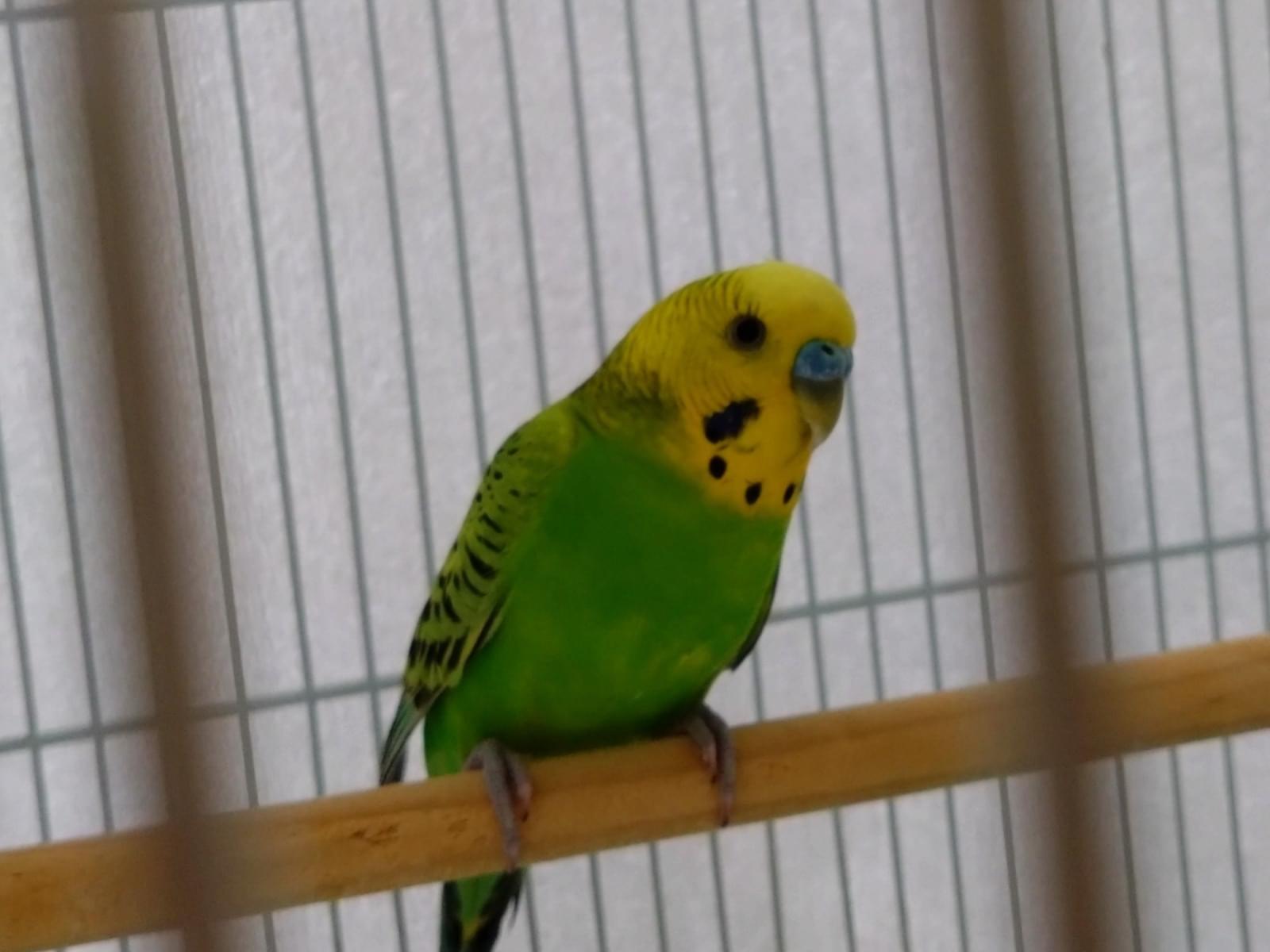保護された鳥 保護された鳥
