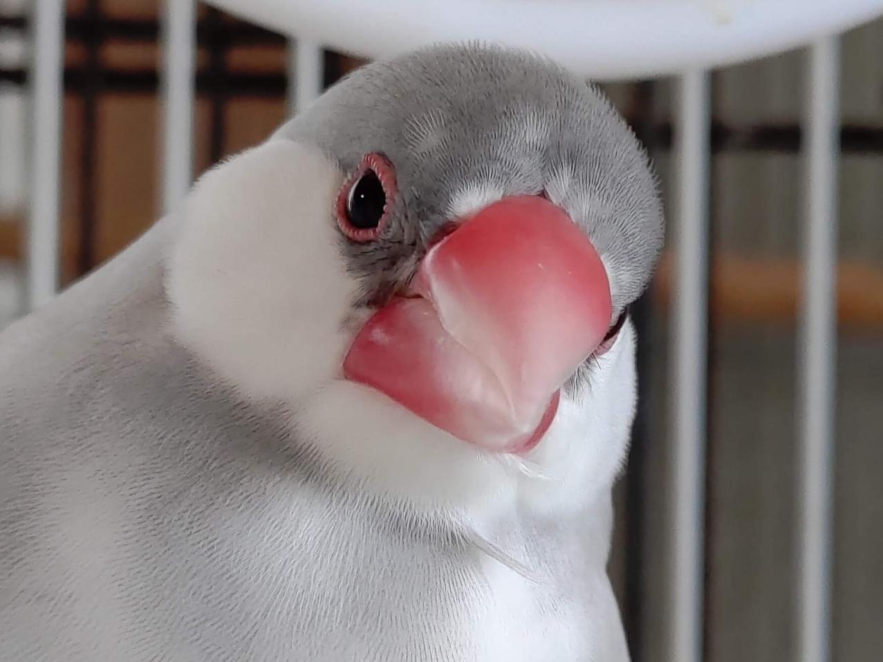 ねねちゃん ねねちゃん