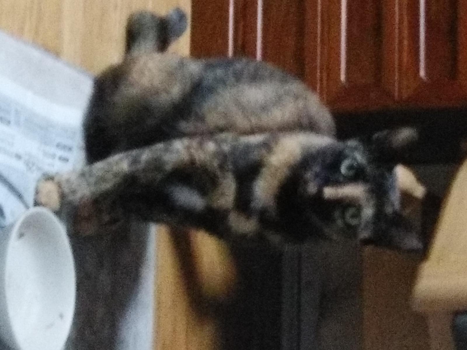 はな子ちゃん はな子ちゃん