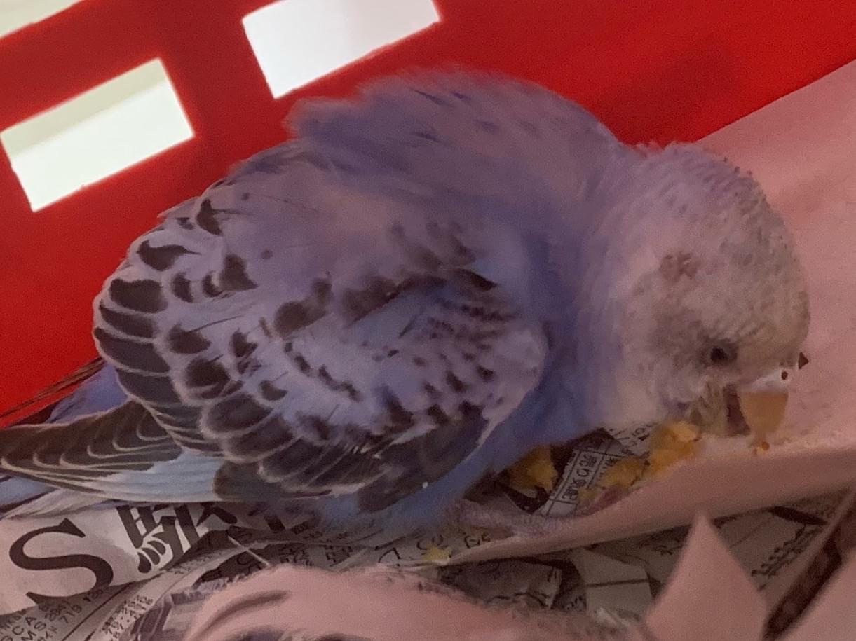 保護された鳥 保護された鳥