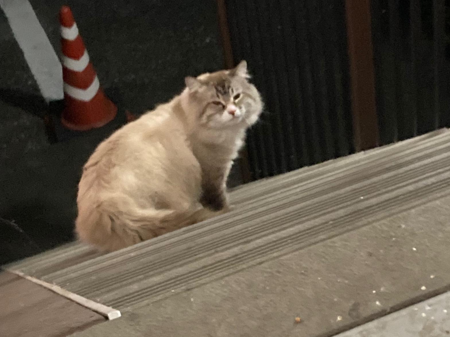 目撃された猫 目撃された猫