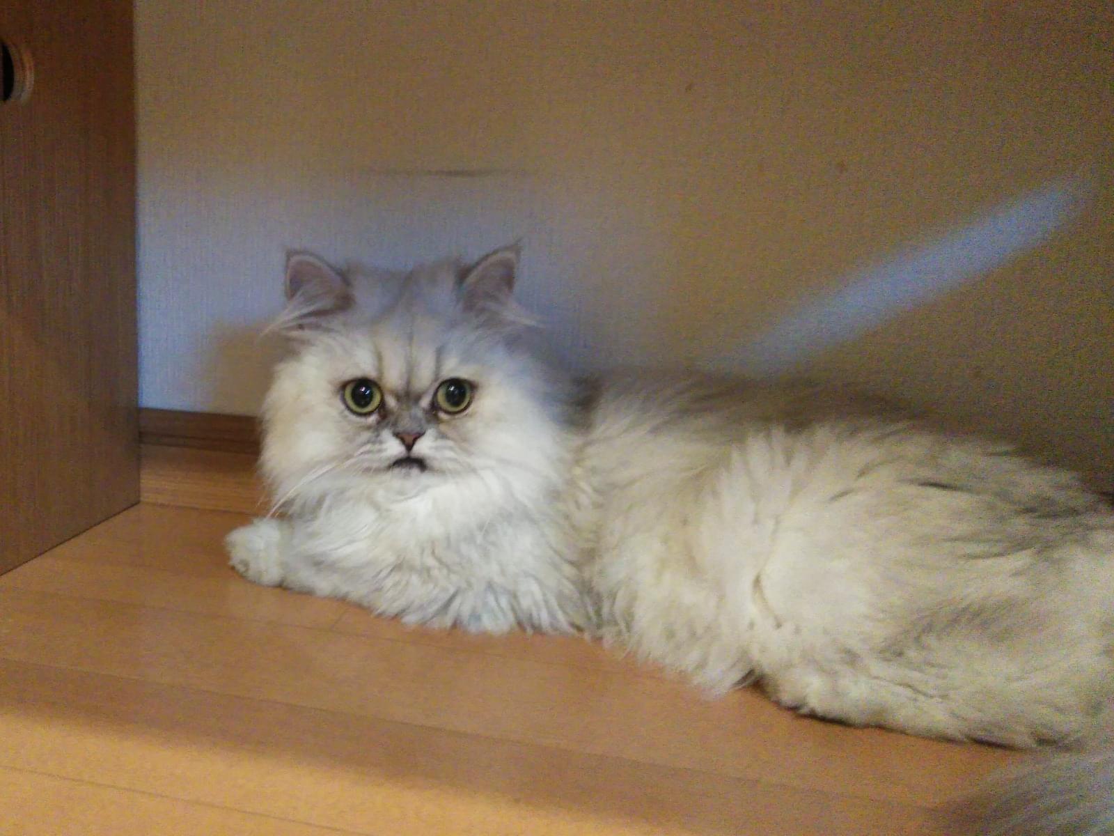ここちゃん ここちゃん