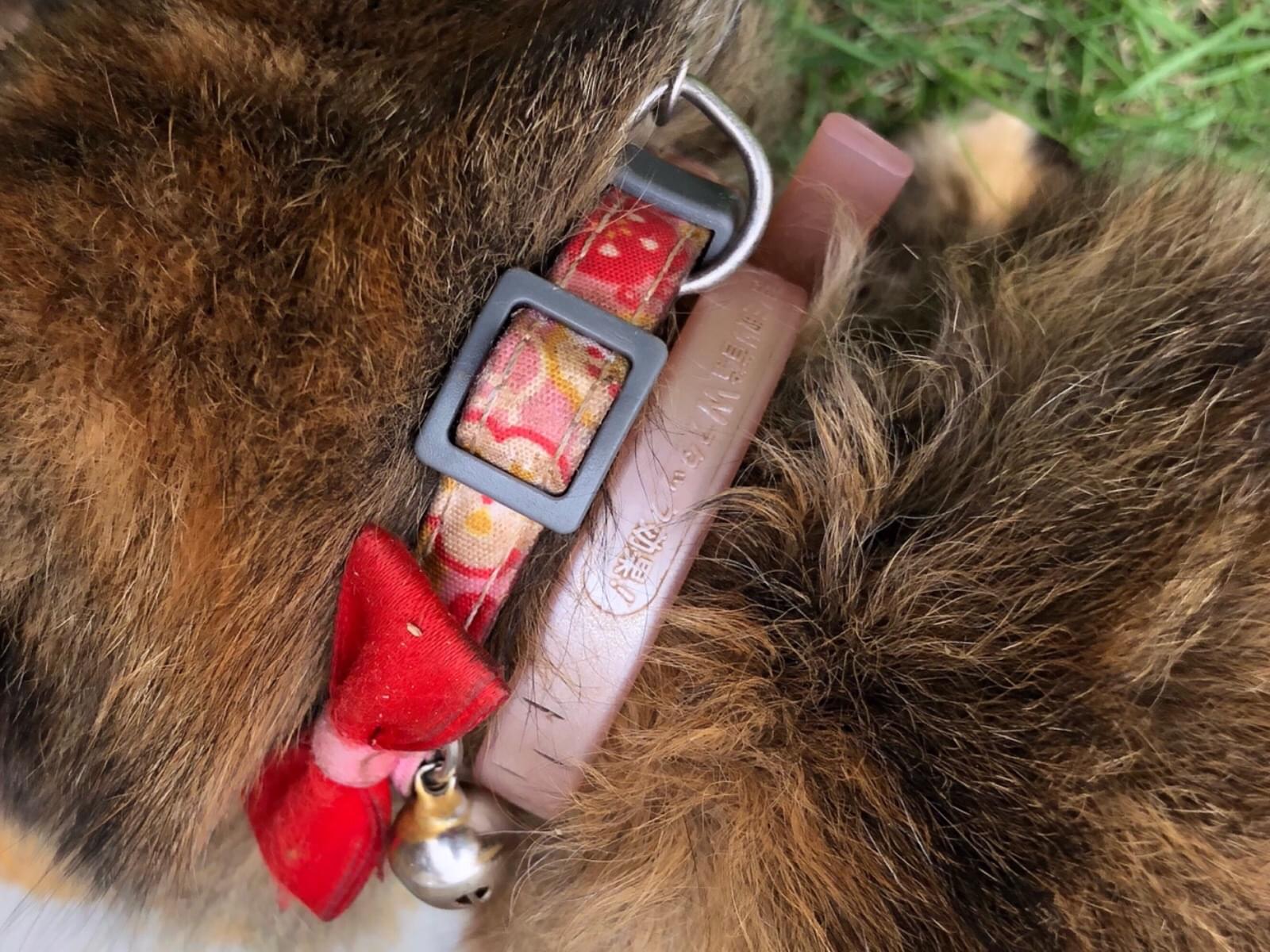 目撃された猫 目撃された猫