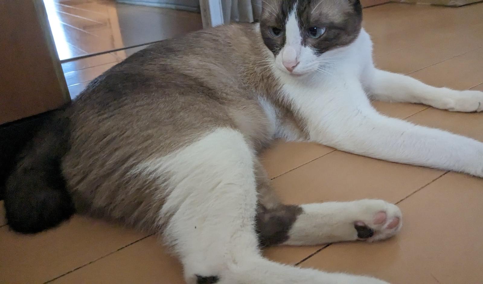 シャムハチワレ猫探しています。