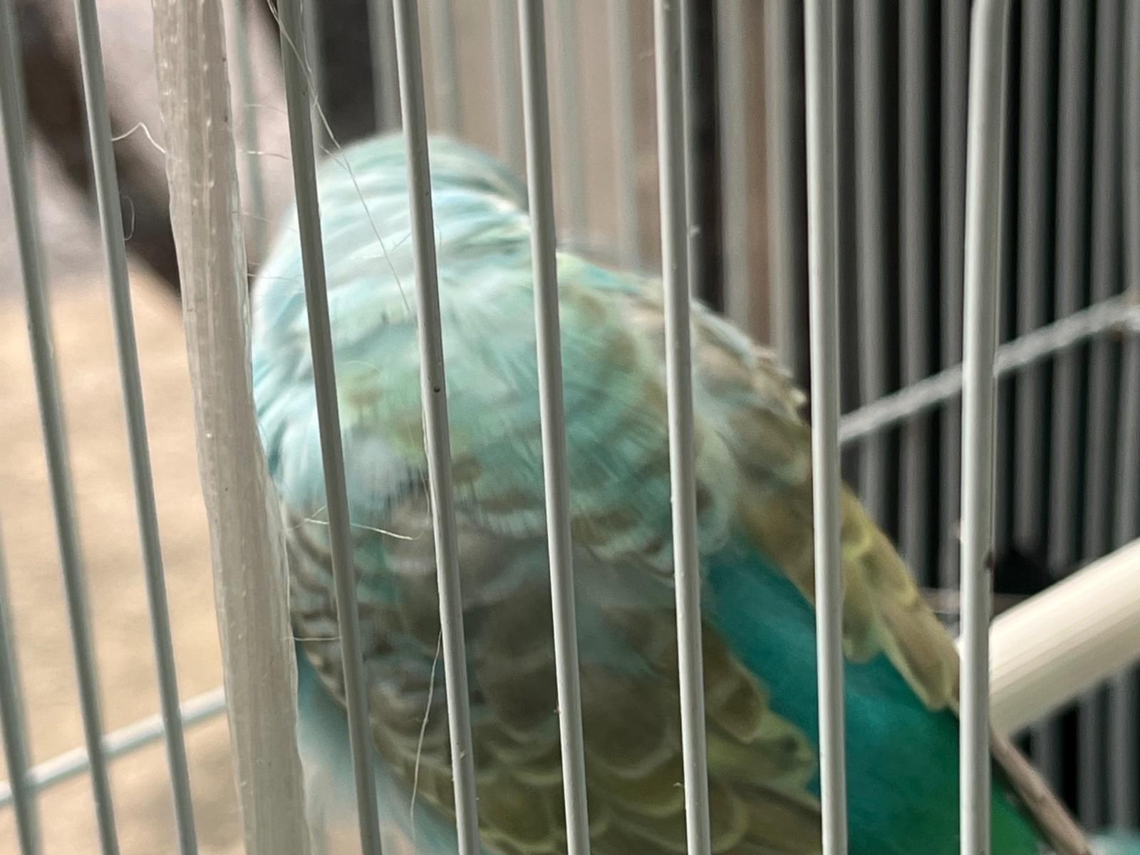 保護された鳥 保護された鳥