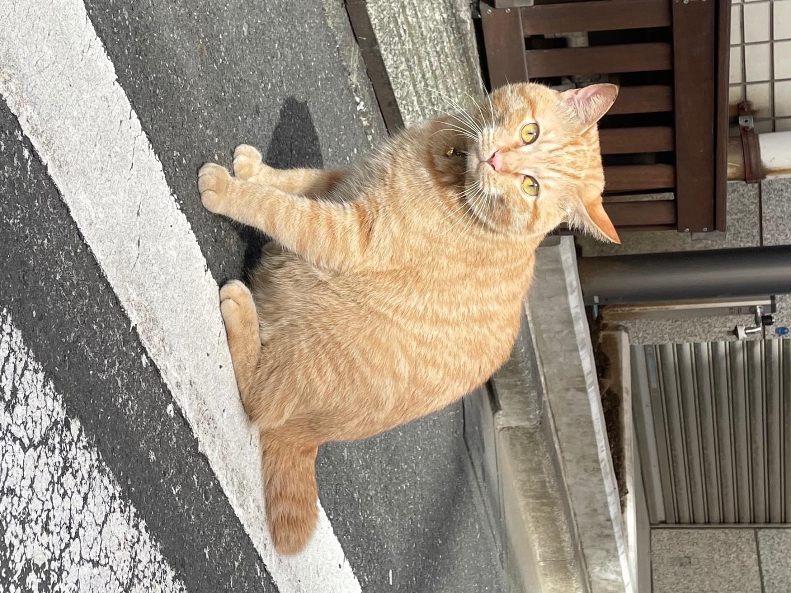 目撃された猫 目撃された猫
