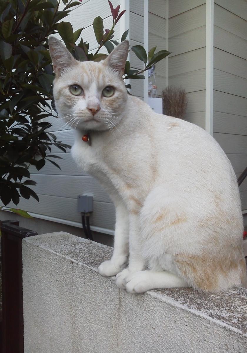 うす茶色のやせ型手足が長い猫を探しています。