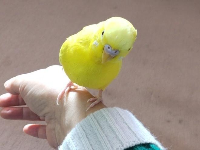 ピーちゃん ピーちゃん