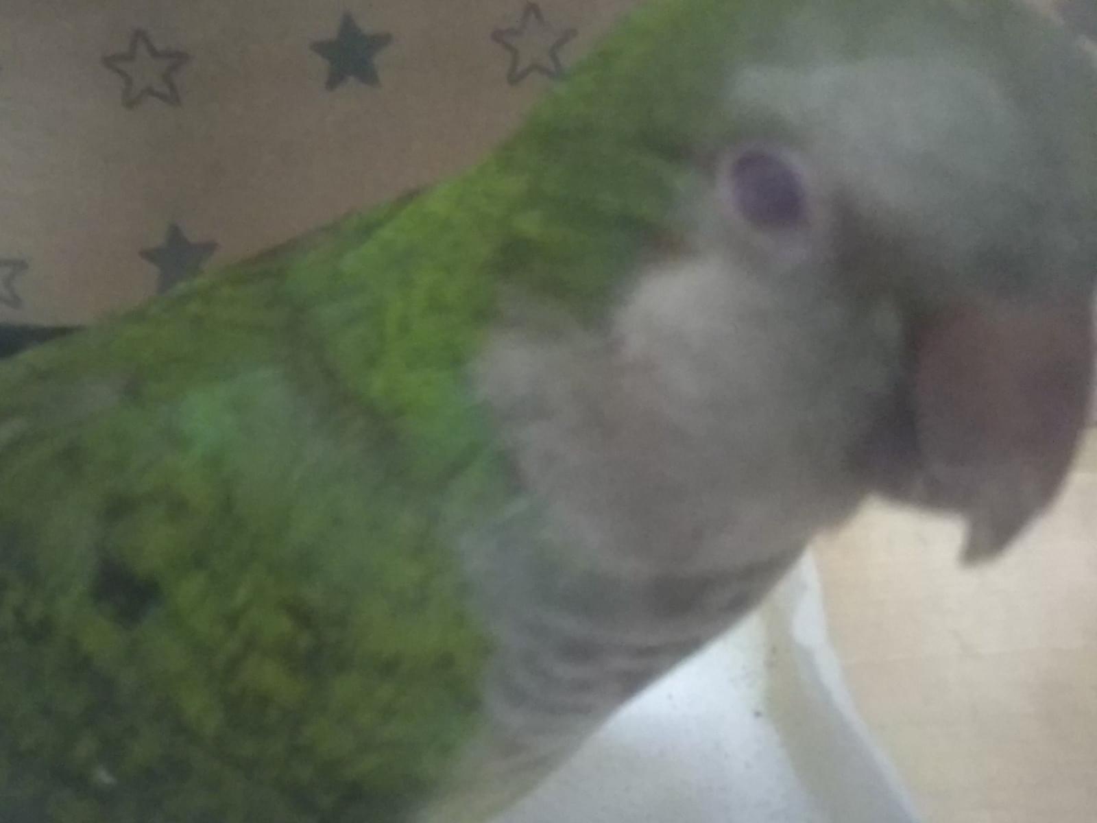 保護された鳥 保護された鳥