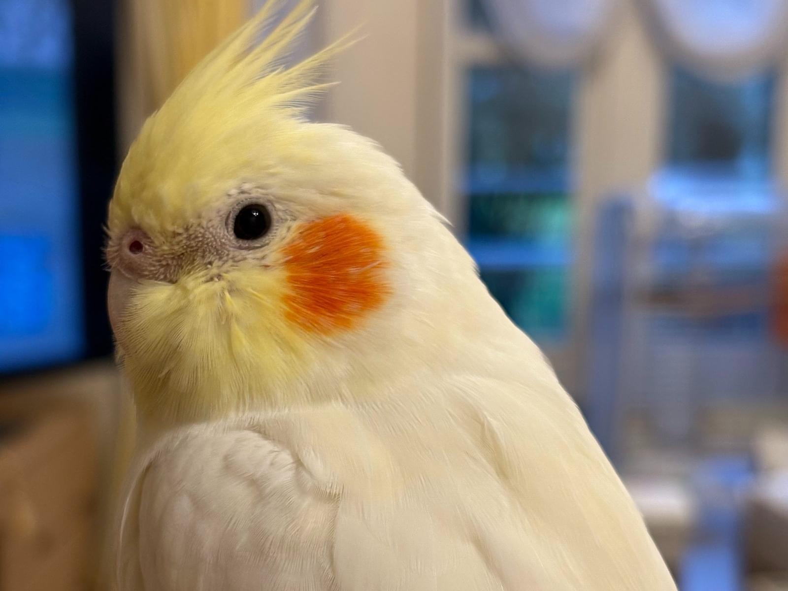 ティッティちゃん