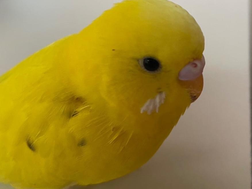 ファイヤーちゃん ファイヤーちゃん