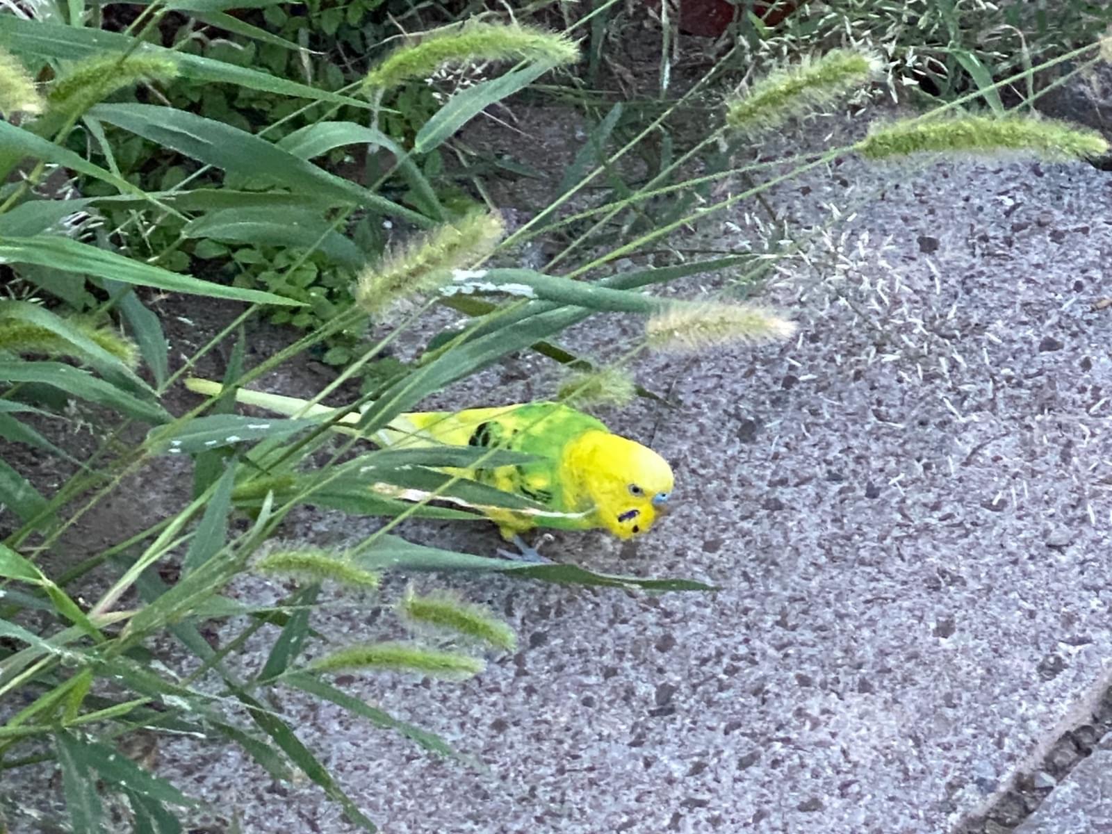 目撃された鳥 目撃された鳥