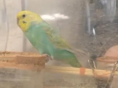 保護された鳥 保護された鳥