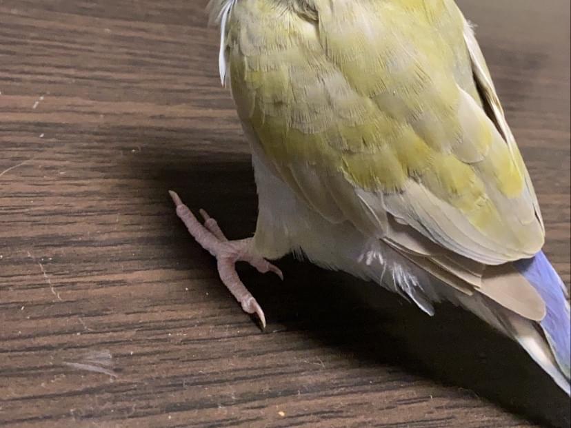 るーちゃん