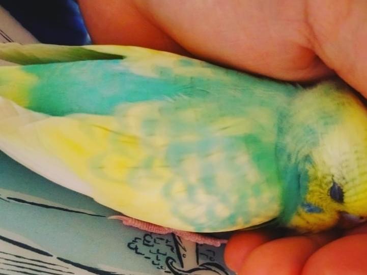 わたちゃん わたちゃん