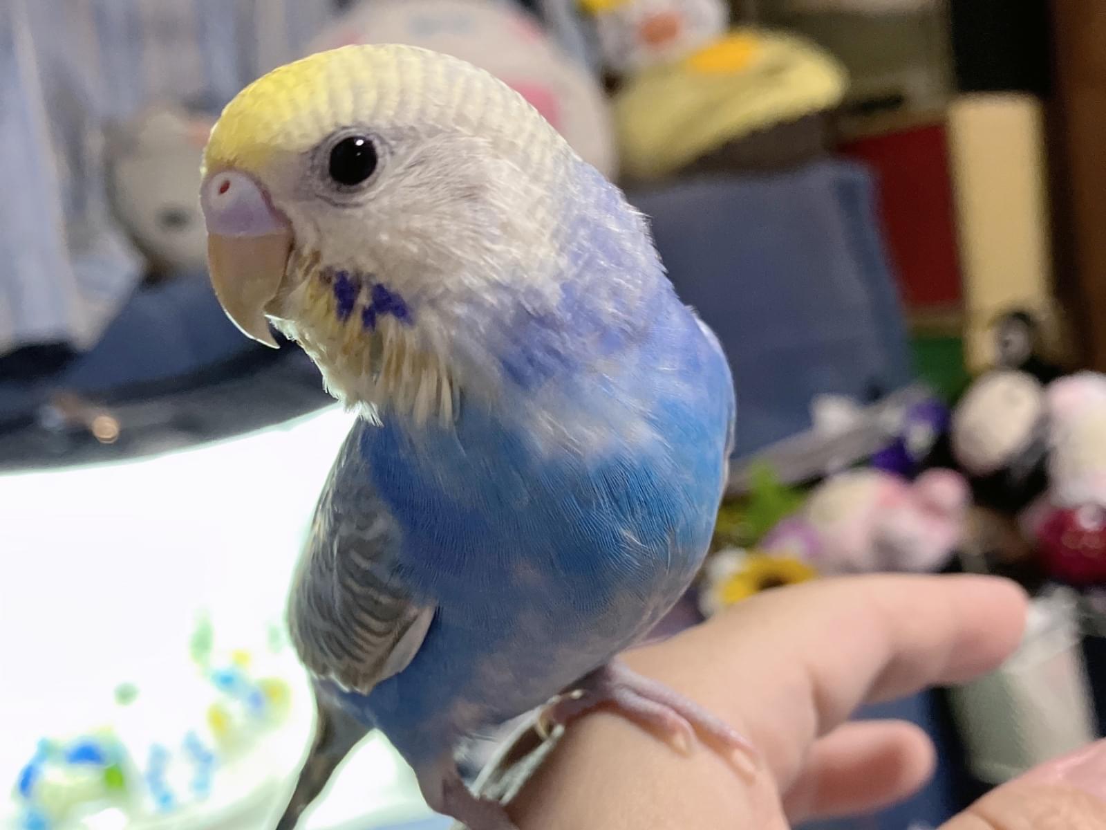 アクアちゃん アクアちゃん